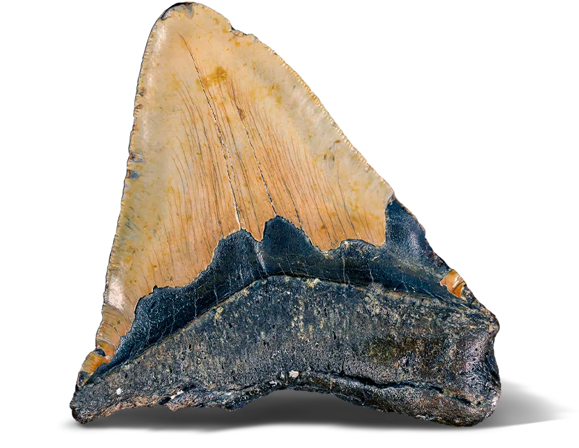 UNB Earth Science Collections